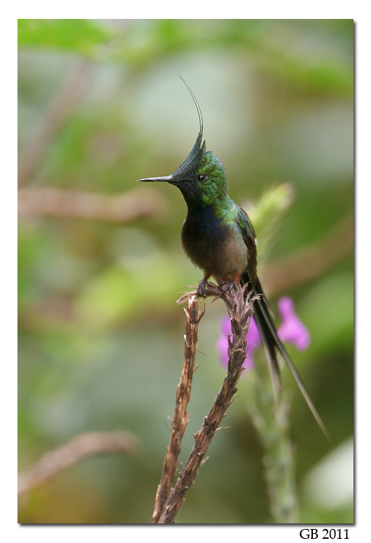 WIRE-CRESTED THORNTAIL